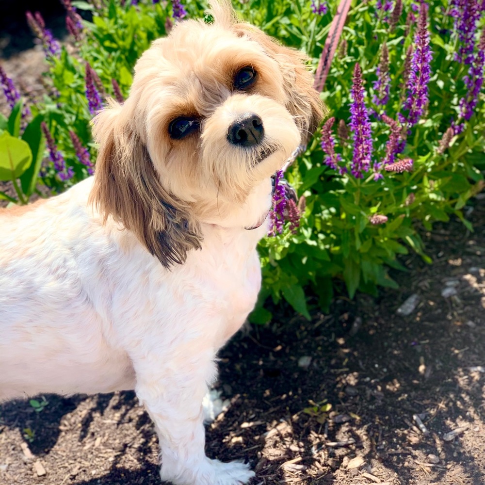 Meet your Posher, Ali